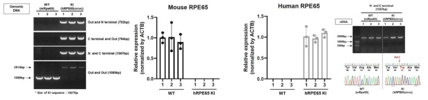 humanized model의 genotyping 결과 및 RNA level 확인