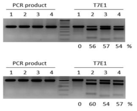 T7E1 분석법을 통한 mRPE65 유전자의 guide RNA 효율 확인