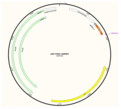 최종 선정된 sgRNA4를 바탕으로 구축한 plasmid 구조