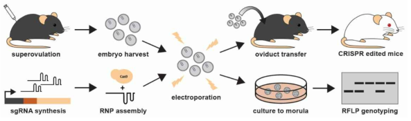 electroporation을 통한 embryo로의 유전자가위 전달