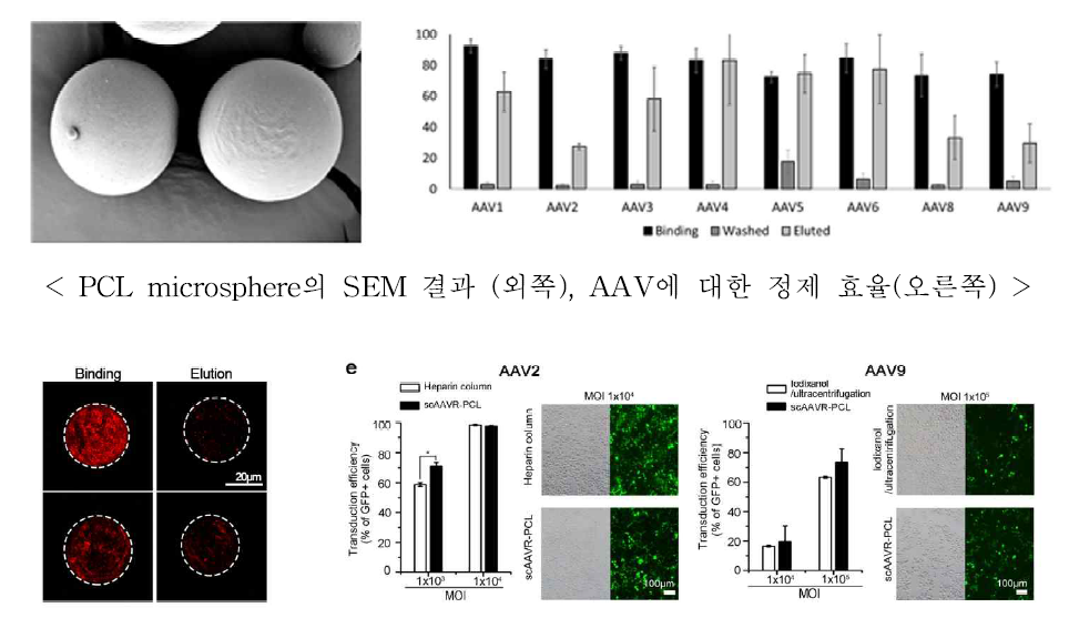 elution 전후 PCL particle 표면에 존재하는 AAV(왼쪽), 정제된 AAV의 유전자 전달 효율 비교(오른쪽)