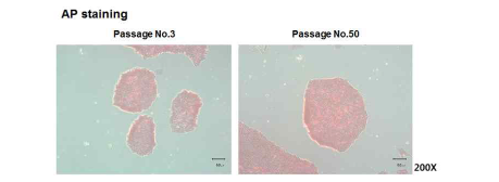 ALP 염색을 진행한 Induced pluripotent stem cell (iPSC)