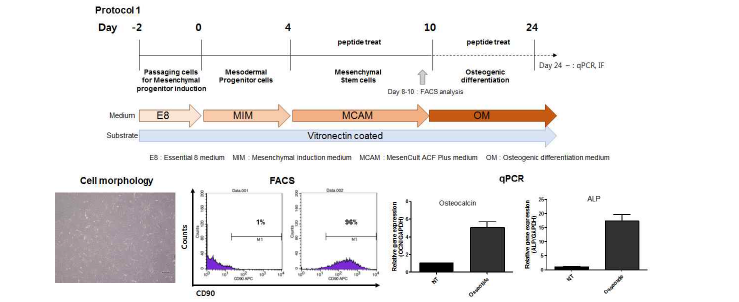 환자유래 iPSCs 분화 조건 및 FACS 분석, qPCR을 통한 유전자 발현 분석