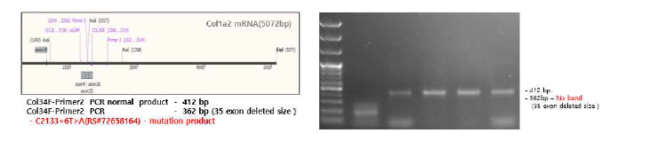 Transfection후 PCR 산물 확인