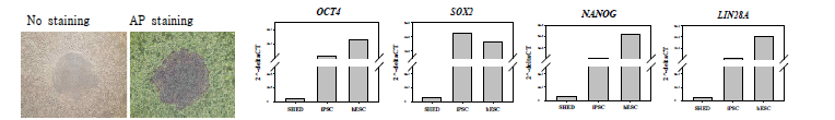 환자 혈액 유래 유도만능줄기세포(OI-iPSC#2)의 특성 분석