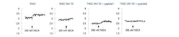 펩타이드를 처리한 TMSC의 NECA에 의한 수용체 신호(칼슘) 확인