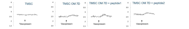 펩타이드를 처리한 TMSC의 vasopressin에 의한 수용체 신호(칼슘) 확인
