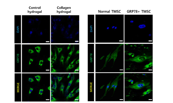 수화젤 내에서 세포 모습과 GRP78 단백질의 변화량 확인