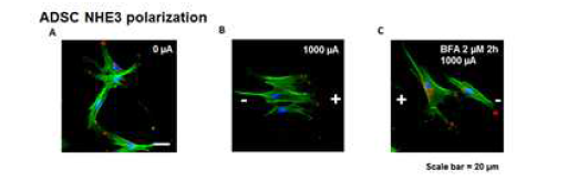 이동유도 전기자극에 따른 NHE3의 polarization에 대한 형광사진. (A)전기자극 없을 때, (B)1000 μA로 오른쪽으로 이동유도, (C)오른쪽으로 2시간 이동유도 후 골지체를 억제시키고 (BFA 2μM) 다시 왼쪽으로 이동 유도 (Blue: 세포핵, Green: 세포골격, Red: NHE3 마커)