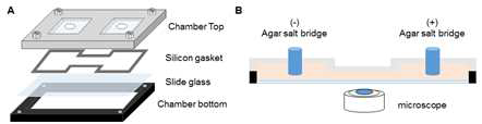 줄기세포 품질관리를 위한 (A)전기자극 chamber 구성, (B)현미경에 장착된 chamber의 단면도