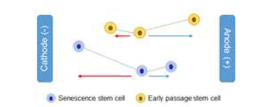 노화세포 정도 평가를 위한 전기자극-줄기세포 품질관리 효율성 검증