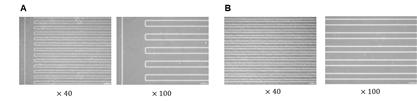 현미경으로 관찰한 실제 micro-chip seeding 공간(A),(B) track line (C),(D)