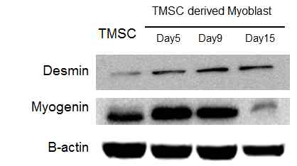 분화방법을 이용한 분화세포의 myoblast marker 단백질의 발현