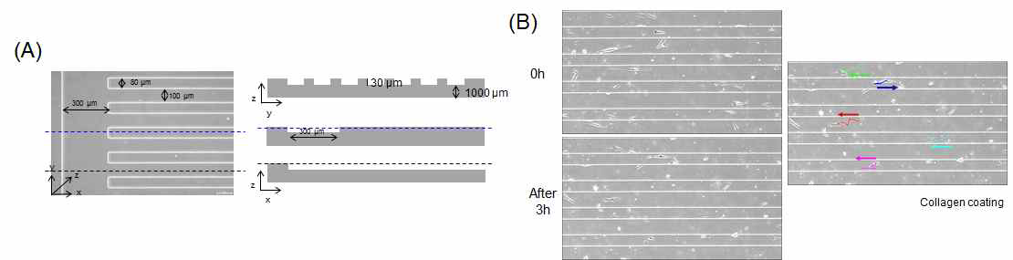 micro-channel chip(A)에서 전기자극에 의한 ADSC의 세포이동 방향성 측정(B)