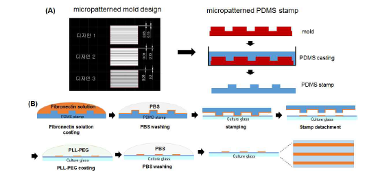 fibronectin micropattern 제작 (A) PDMS stamp 제작 방법 (B) fibronectin stamping 방법