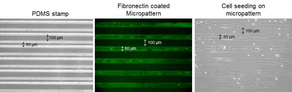 PDMS stamp로 제작된 fibronectin micropattern위의 배양된 ADSC