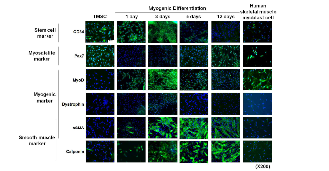 면역형광염색법을 이용한 TMSC의 myogenic 분화양상