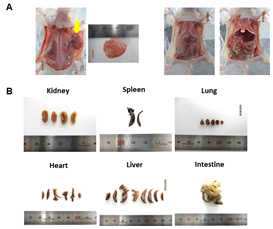 이식부위의 관찰 및 종양형성정도 관찰 (A)이식부위 관찰사진 (B) 각 장기에서의 종양형성 관찰사진
