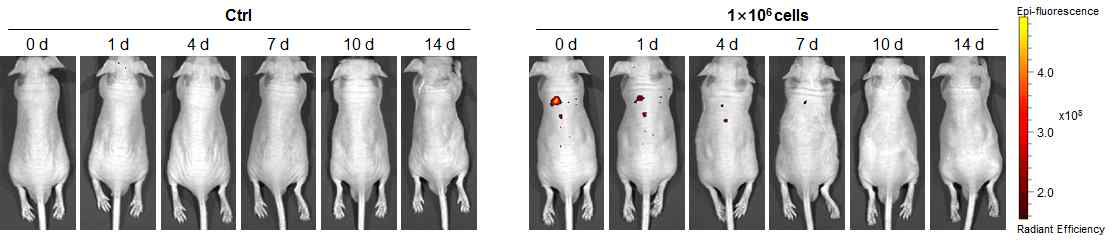 RFP 표지한 골분화 유도세포의 형광신호 분석을 통한 세포분포 양상 확인