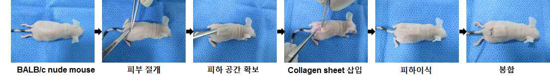 TMSC-collagen nano sheet 복합체의 피하이식 과정