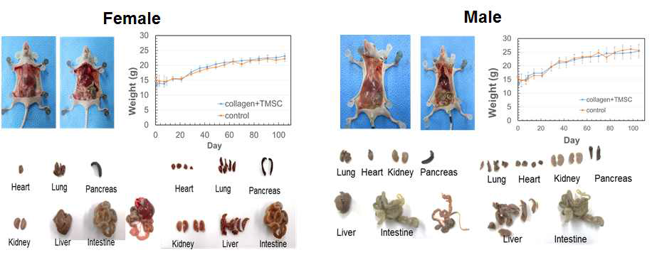 TMSC-collagen nano sheet 복합체 피하 이식에 따른 무게변화 및 부검 결과