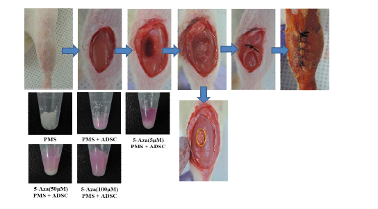 쥐 경골 근육을 생검 펀치(biopsy punch)를 이용하여 5 x 6 x 5 mm