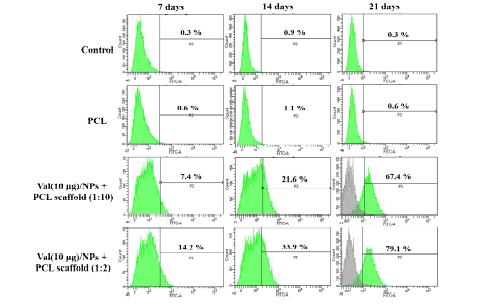 유세포분석기(FACS)를 이용하여 PCL 지지체, 발포릭산 탑재 나노입자 + PCL 지지체 (0.1 : 1 = 1:10) 및 발포릭산 탑재 나노입자 + PCL 지지체 (0.5 : 1 = 1:2)에서 7, 14, 및 21일 간 배양하여 유도만능줄기세포 확인마커(TRA-1-60) 이용하여 유도만능줄기세포(iPSCs) 유도 확인