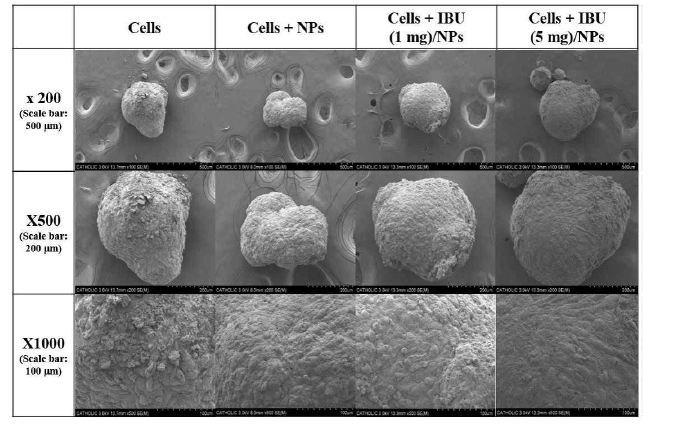세포집합체, 나노입자 함유 세포집합체, IBU (1 mg)/나노입자 함유 세포집합체 및 IBU (5 mg)/나노입자 함유 세포집합체 주사전자현미경 이미지