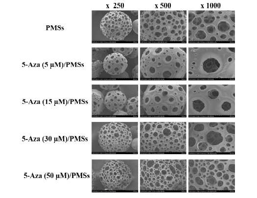 다공성 마이크로스피어 및 다양한 5-Aza/PMSs 주사전자현미경 이미지
