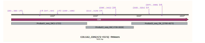 COL1A2 CDS 및 sequencing 정보