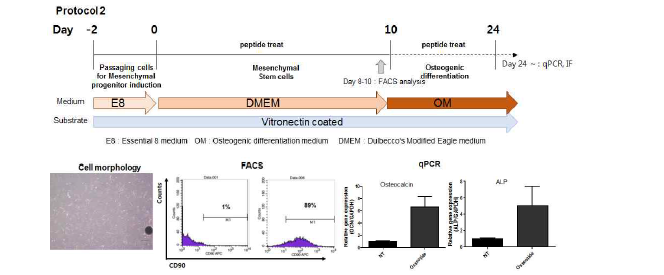 환자유래 iPSCs 분화조건 및 FACS 분석, qPCR을 통한 유전자 발현 분석