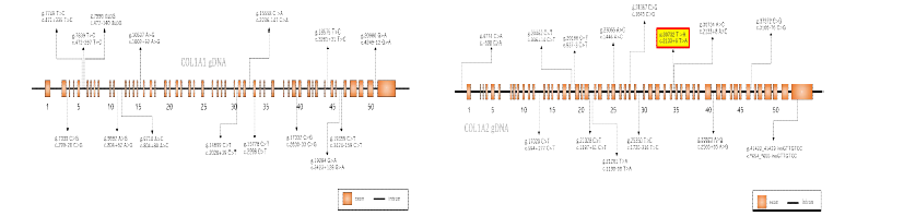 환자유래 유도만능줄기세포의 COL1A1, COL1A2 sequencing 정보