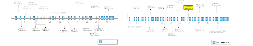 환자 혈액의 COL1A1, COL1A2 sequencing 정보