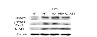 peptide 처리를 통한 HDAC5와 pSTAT1의 감소