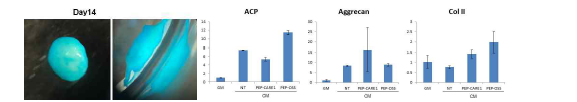 PEP-CARE1 처리 후 연골세포 분화정도를 alcian blue과 PCR 염색을 통해 관찰