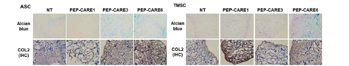 3차원 배양 후 연골분화 시 PEP-CARE3 및 PEP-CARE6 처리에 의한 연골세포 분화 정도를 alcian blue 및 면역 염색 정도 비교(좌: ASC, 우: TMSC)