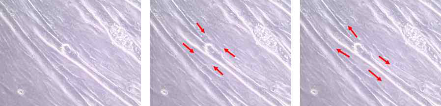 Myoblast에서 myotube로 분화된 세포의 contraction