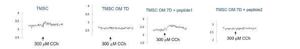 펩타이드를 처리한 TMSC의 carbachol에 의한 수용체 신호(칼슘) 확인