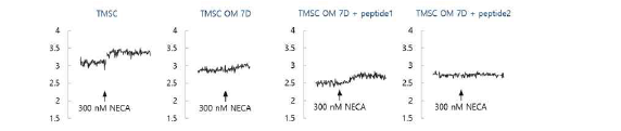 펩타이드를 처리한 TMSC의 NECA에 의한 수용체 신호(칼슘) 확인