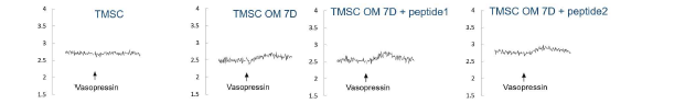 펩타이드를 처리한 TMSC의 vasopressin에 의한 수용체 신호(칼슘) 확인