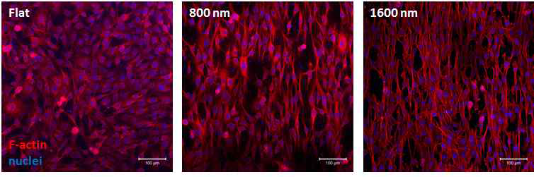나노구조가 도입된 표면에 배양한 C2C12 세포 모양 변화 관찰