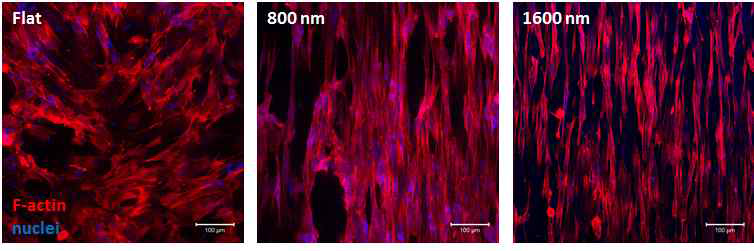 나노구조가 도입된 표면에 TMSC 배양 후 세포 모양 변화 관찰