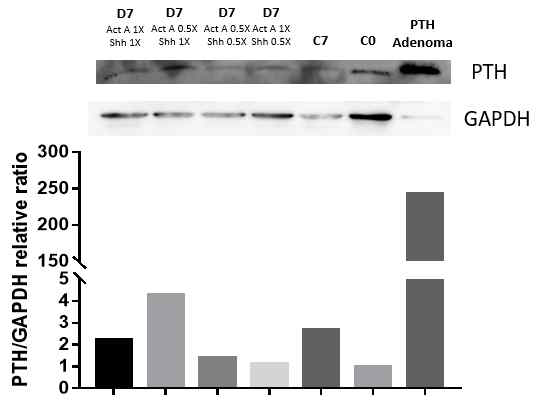 TMSC를 Activin A와 Shh의 농도를 달리하여, PTH 분비세포로 7일간 분화시킨 뒤 PTH 단백질 발현양 확인 결과.