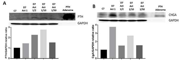 PTH를 100 ng/mL (1), 50 ng/mL (1/2), 10 ng/mL (1/10), or 2 ng/mL (1/50)의 Activin A와 100 ng/mL의 Shh를 배양액에 첨가하 여 PTH 분비세포로 7일간 분화한 뒤 단백질 발현양 조사 결과. (A) PTH, (B) CHGA