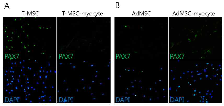 PAX7의 발현을 통한 줄기세포의 근육세포로의 잠재성 확인 (A) TMSC: 미분화 세포에서 발현하다가 분화 후 발현이 소멸 됨 (B) AdMSC: 분화 전/후 세포에서 모두 발현율이 매우 낮거나 비특이적 발현을 나타냄.