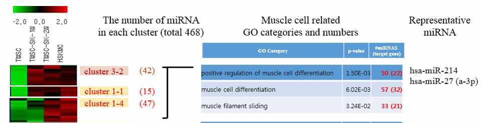 근육으로의 분화가 진행됨에 따라 발현이 증가하는 miRNA의 근육관련 카테고리 별 선별