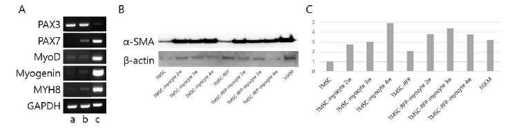 이식용 TMSC-RFP-myocyte의 근육세포로의 분화 확인. A. TMSC-RFP-myocyte의 근 육관련 유전자 발현: a, TMSC-RFP; b, TMSC-RFP-myocyte; c, hSKM B. 웨스턴블랏팅 기 법을 통해 근육세포로의 4주 분화 동안의 α-SMA의 발현을 RFP의 tagging 전 후 확인 C. B의 그림을 수치화함.