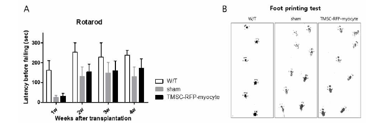 TMSC-RFP-myocyte이식 받은 mdx마우스의 치료효과 확인 A. rotarod test B. foot printing test: wild type (W/T), sham (PBS만을 이식한 그룹), TMSC-RFP-myocyte (PBS와 세포를 이식한 그룹)