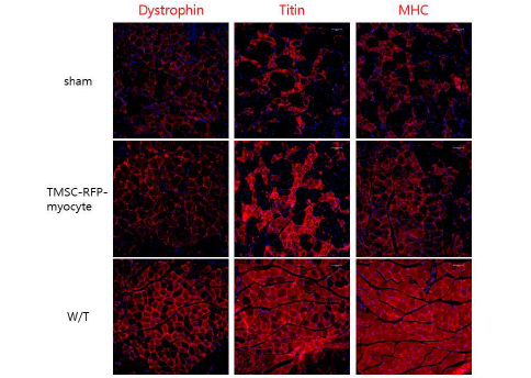 TMSC-RFP-myocyte이식 받은 mdx마우스 근육조직의 골격근 관련 단백질의 발현 Blue (DAPI); Red (Dystrophin, Titin, MHC) x200.