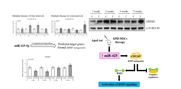 rno-miR-425-5p에 의한 난소 내 GREM2 감소 및 BMP 신호전달경로 촉진 메커니즘
